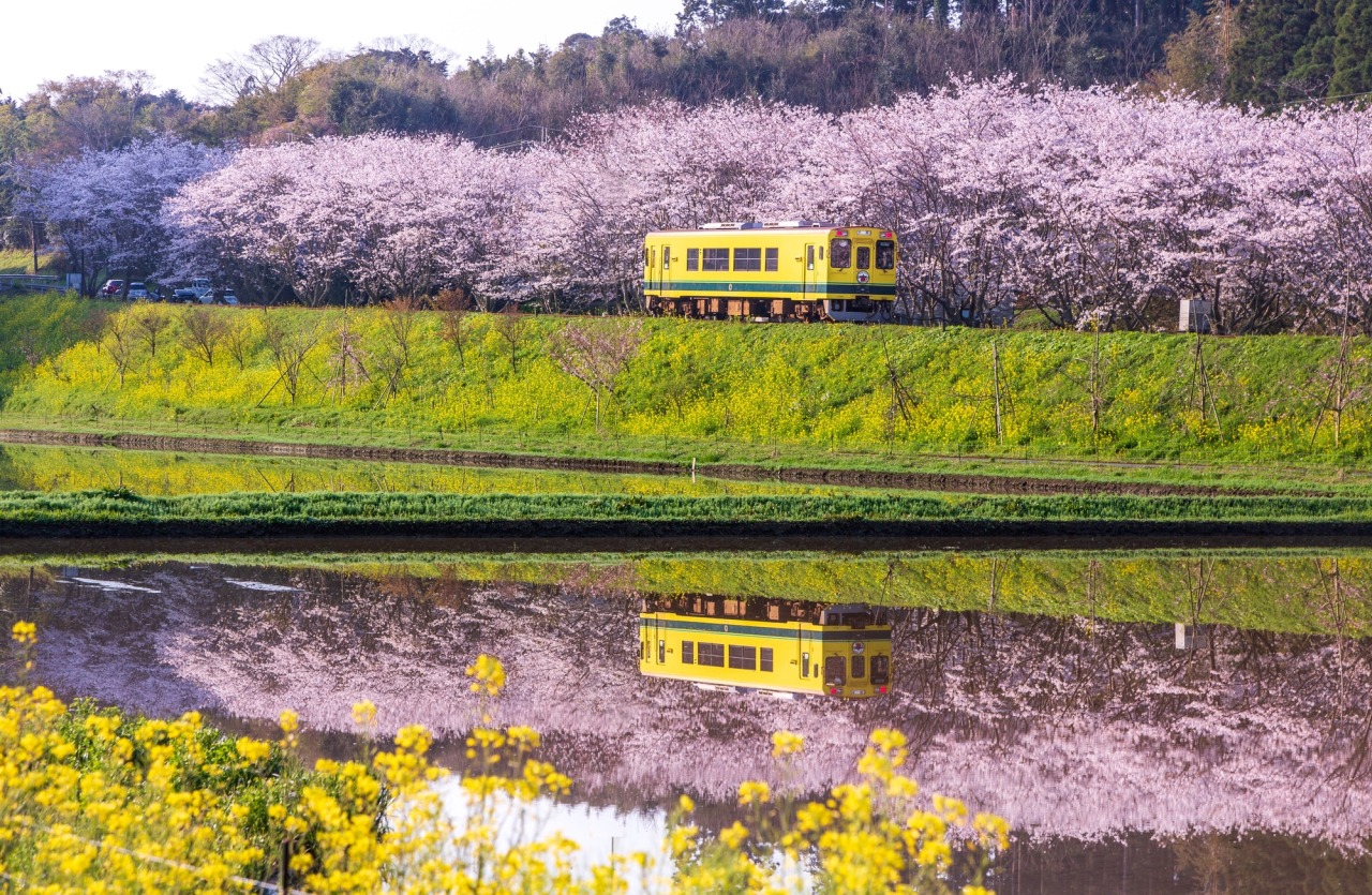 千葉県を走る泉鉄道沿線の桜と菜の花