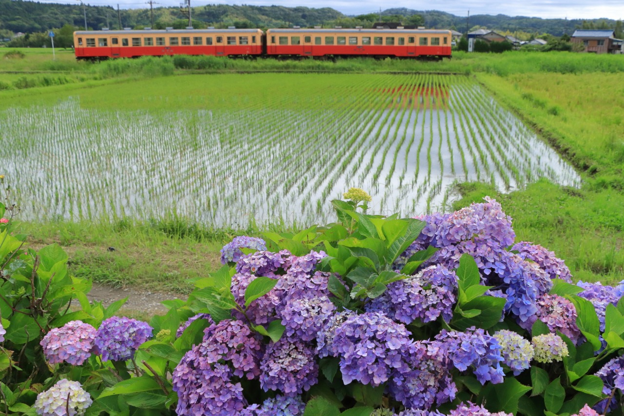第4回さと山ウォーク／小湊鐵道沿線｜イベント｜千葉県公式観光サイト