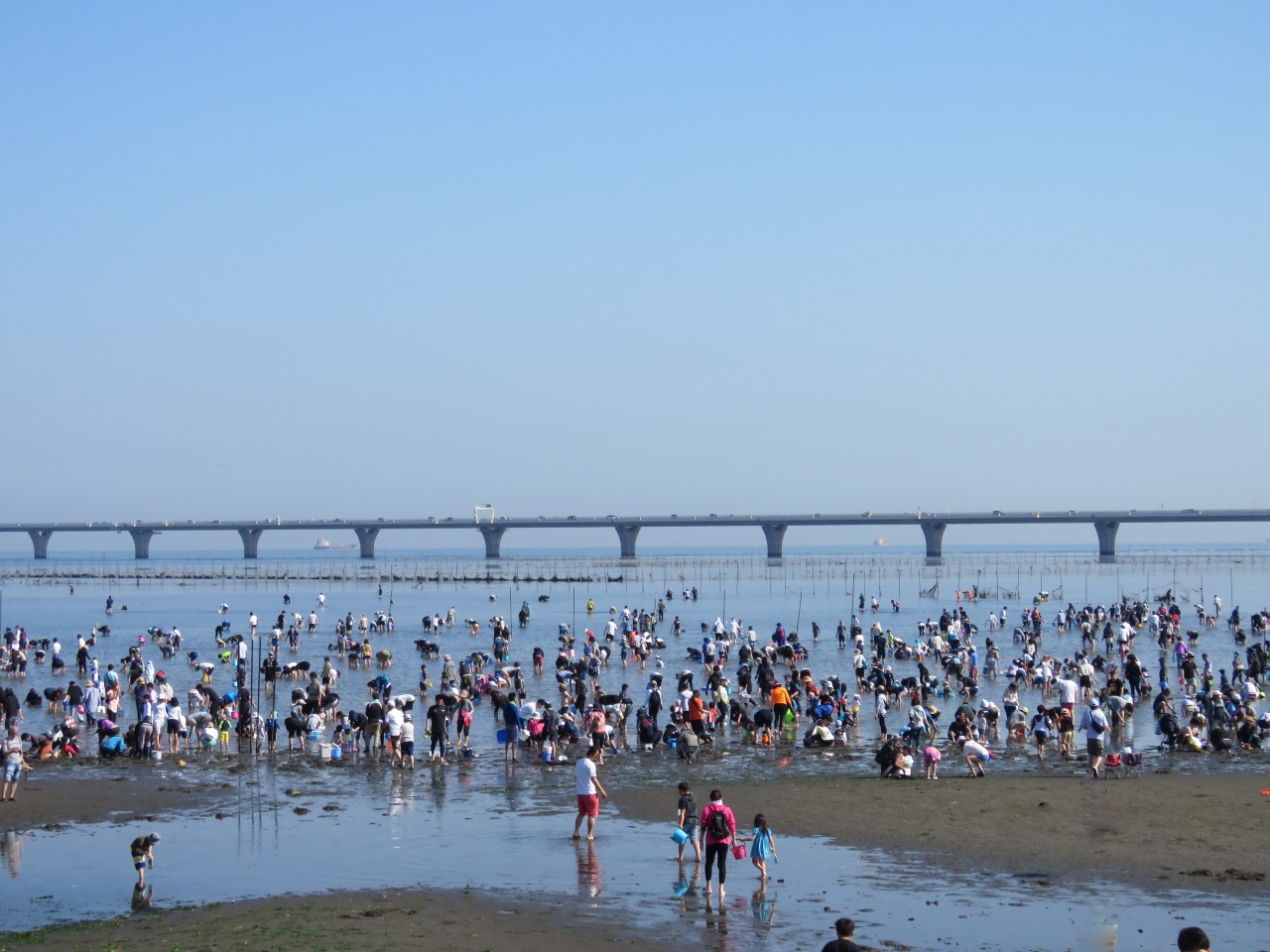 潮干狩り／金田みたて海岸｜イベント｜千葉県公式観光サイト ちば観光ナビ