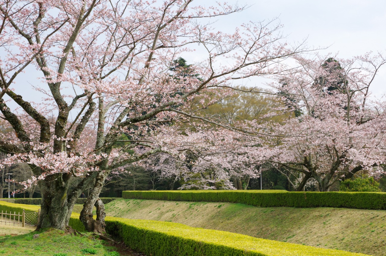 桜に染まるまち、佐倉2025／京成佐倉駅～新町通り～佐倉城址公園