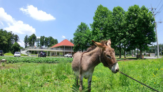 店の人気者「ロバオ」