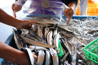 銚子港水産まつり サンマすくいとり