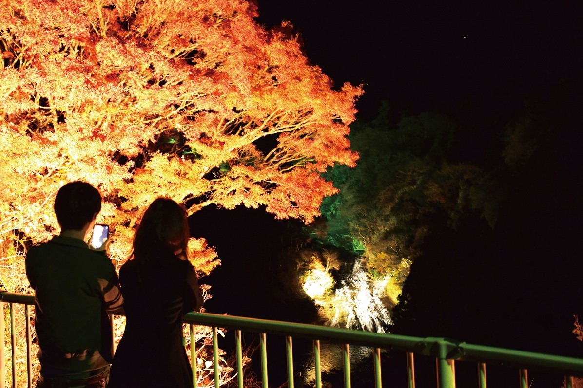 紅葉 ライト アップ 千葉