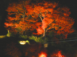 もみじライトアップ