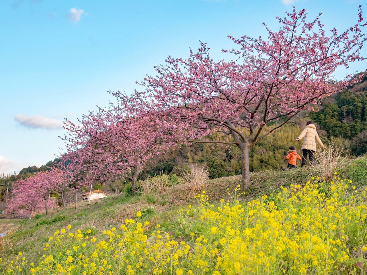 頼朝桜まつり／保田川沿い・佐久間ダム公園・佐久間川沿い