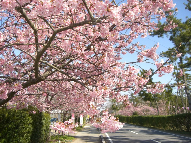 しらこ温泉桜祭り／白子町中里海岸通り