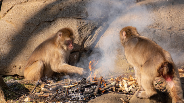 サル山でたき火イベント！／千葉市動物公園