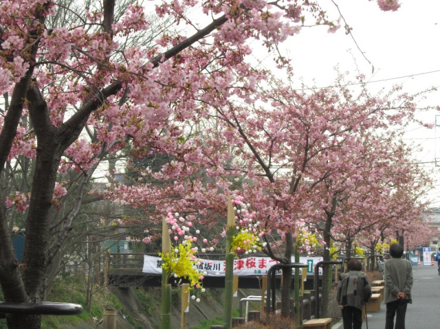第14回 松戸宿坂川 河津桜まつり／坂川沿道