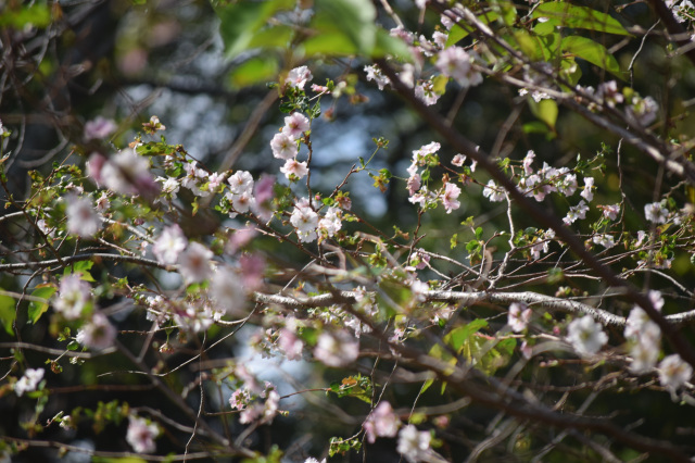 桜の見頃・3月開催イベント／あけぼの山農業公園