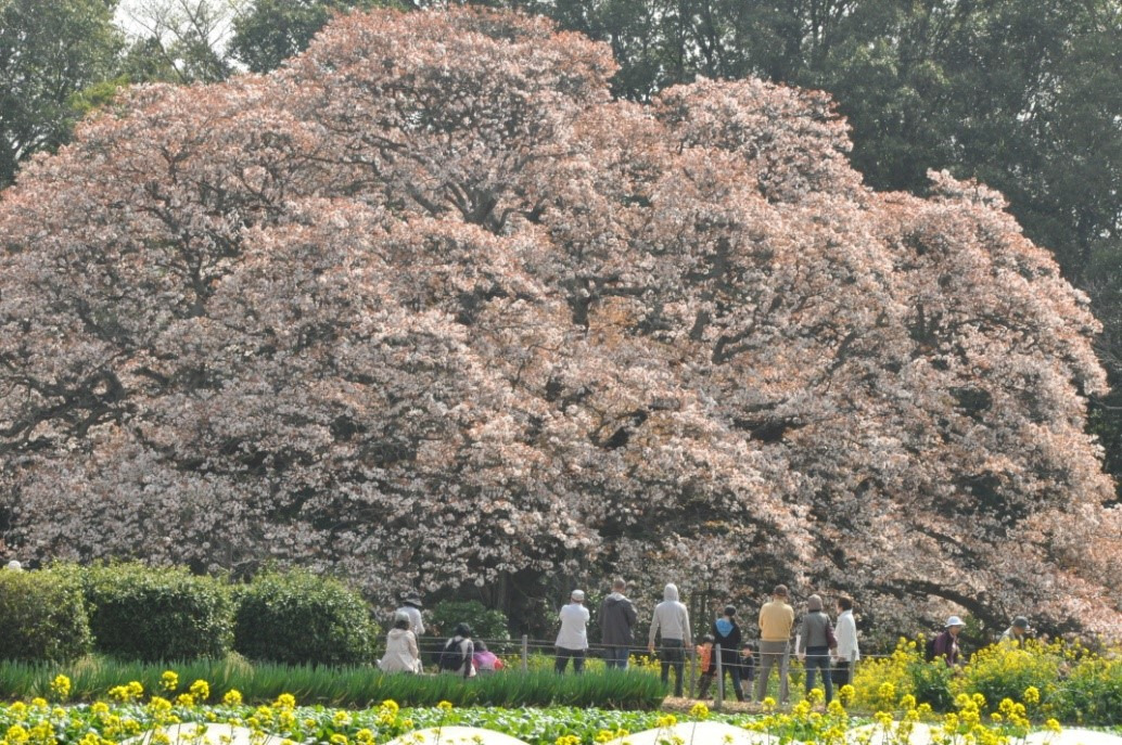 穴場の絶景！千葉県印西市「吉高の大桜」と「小林牧場の桜