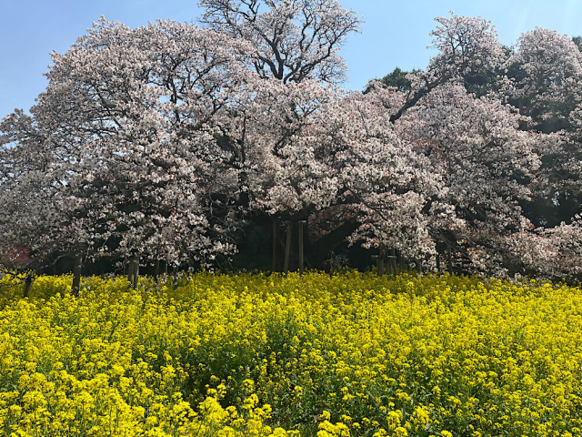 季節の花「吉高の大桜」／吉高の大桜