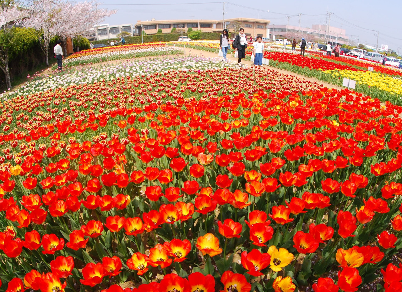 そうさチューリップ祭り／のさか花の広場
