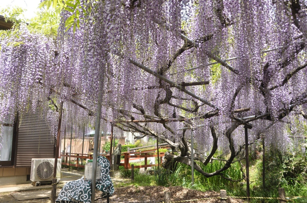 おせん様のふじ祭／龍頭寺 他