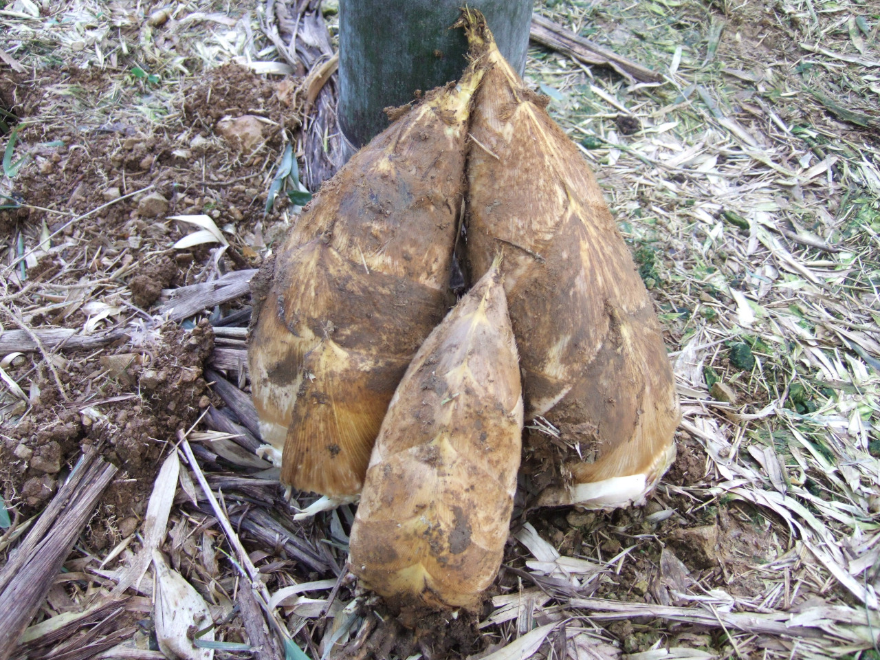 大多喜町の特産 たけのこ