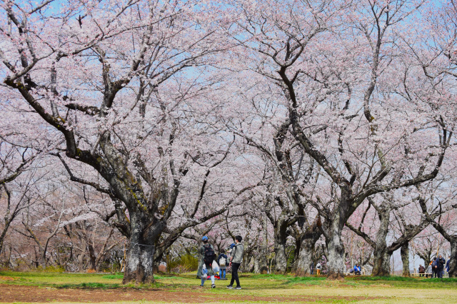 チューリップフェスティバル／あけぼの山農業公園