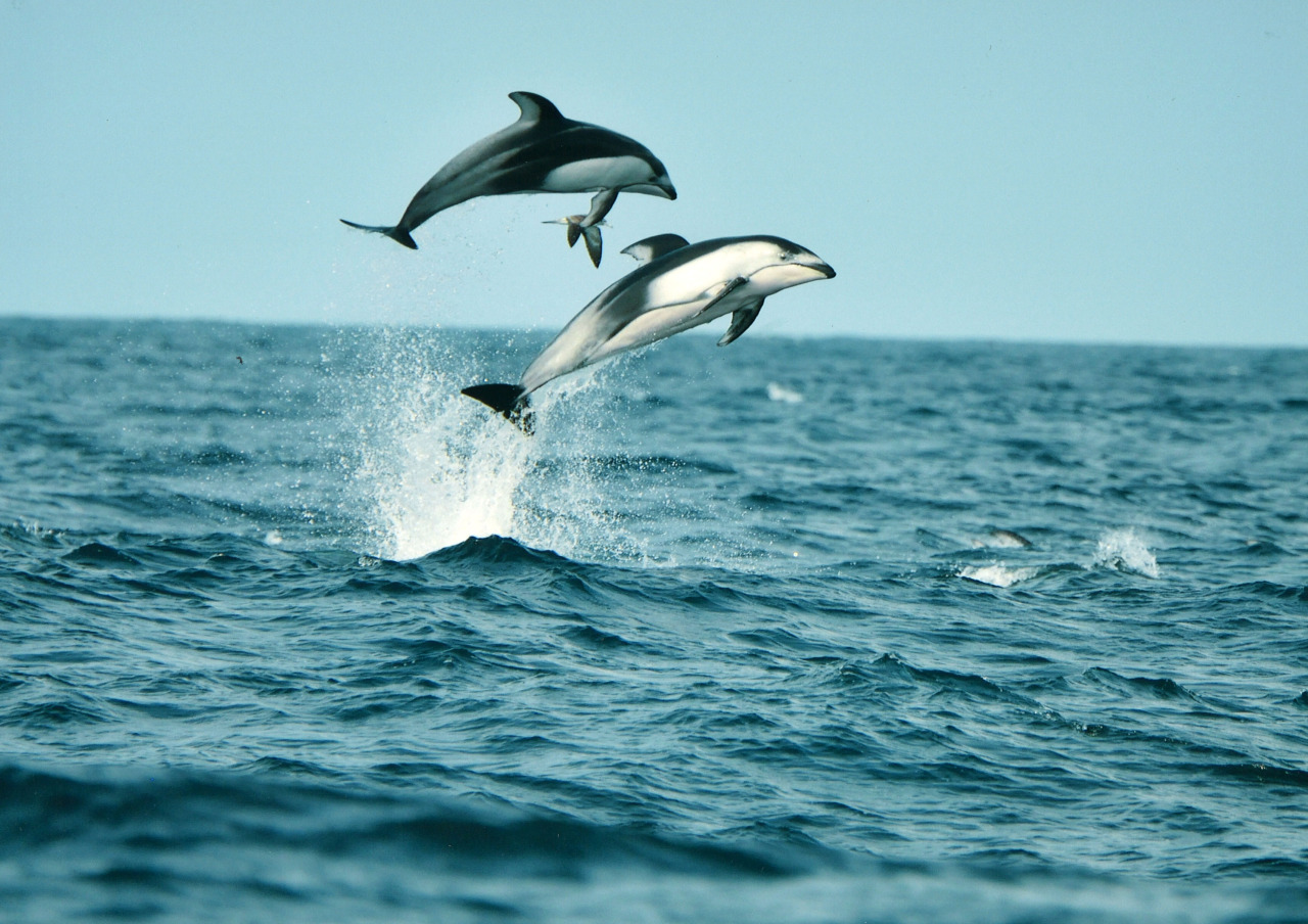 イルカウオッチング｜スポット・体験｜千葉県公式観光サイト ちば観光ナビ