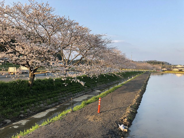 夷隅の桜・菜の花まつり