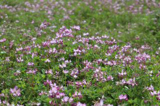咲き乱れるレンゲの花