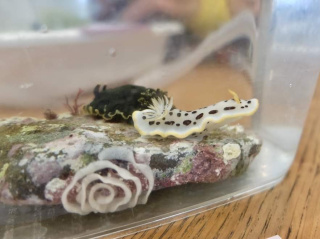 磯の生きもの観察