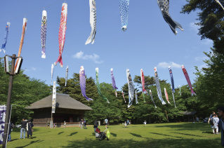 青空を泳ぐ鯉のぼり