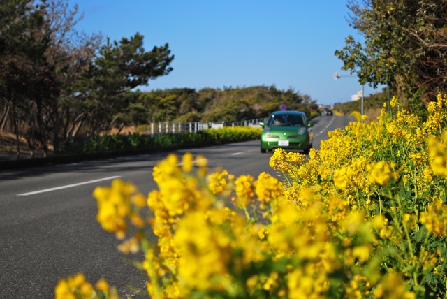 お花の見ごろ情報　菜の花／房総フラワーライン