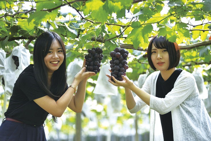 東金ぶどう郷｜観光素材集｜千葉県公式観光サイト ちば観光ナビ