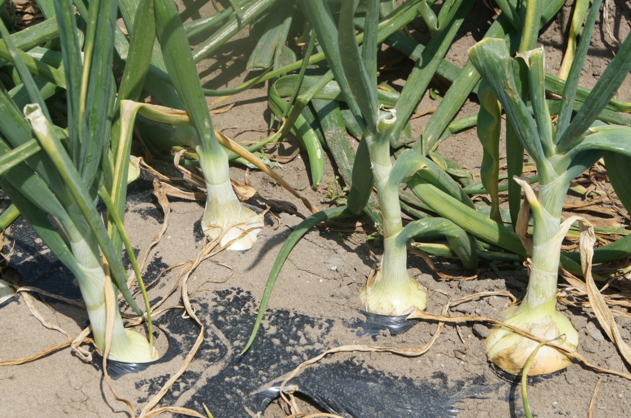 たまねぎ狩り／白子町各農家