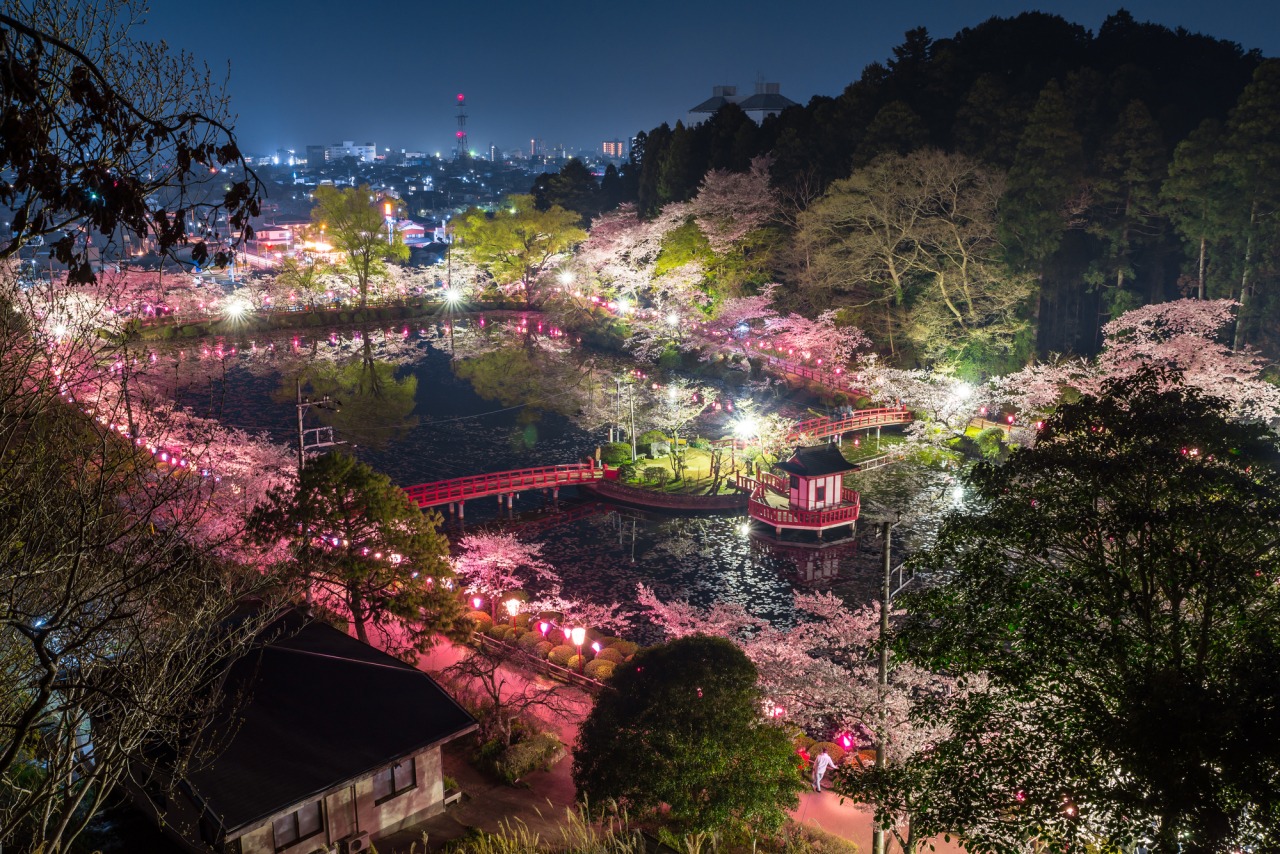 茂原桜まつり/茂原公園|イベント|千葉県公式観光サイト ちば観光ナビ