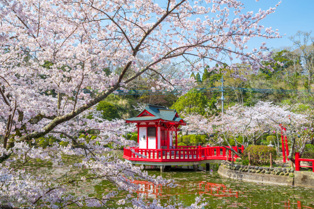 茂原桜まつり/茂原公園|イベント|千葉県公式観光サイト ちば観光ナビ