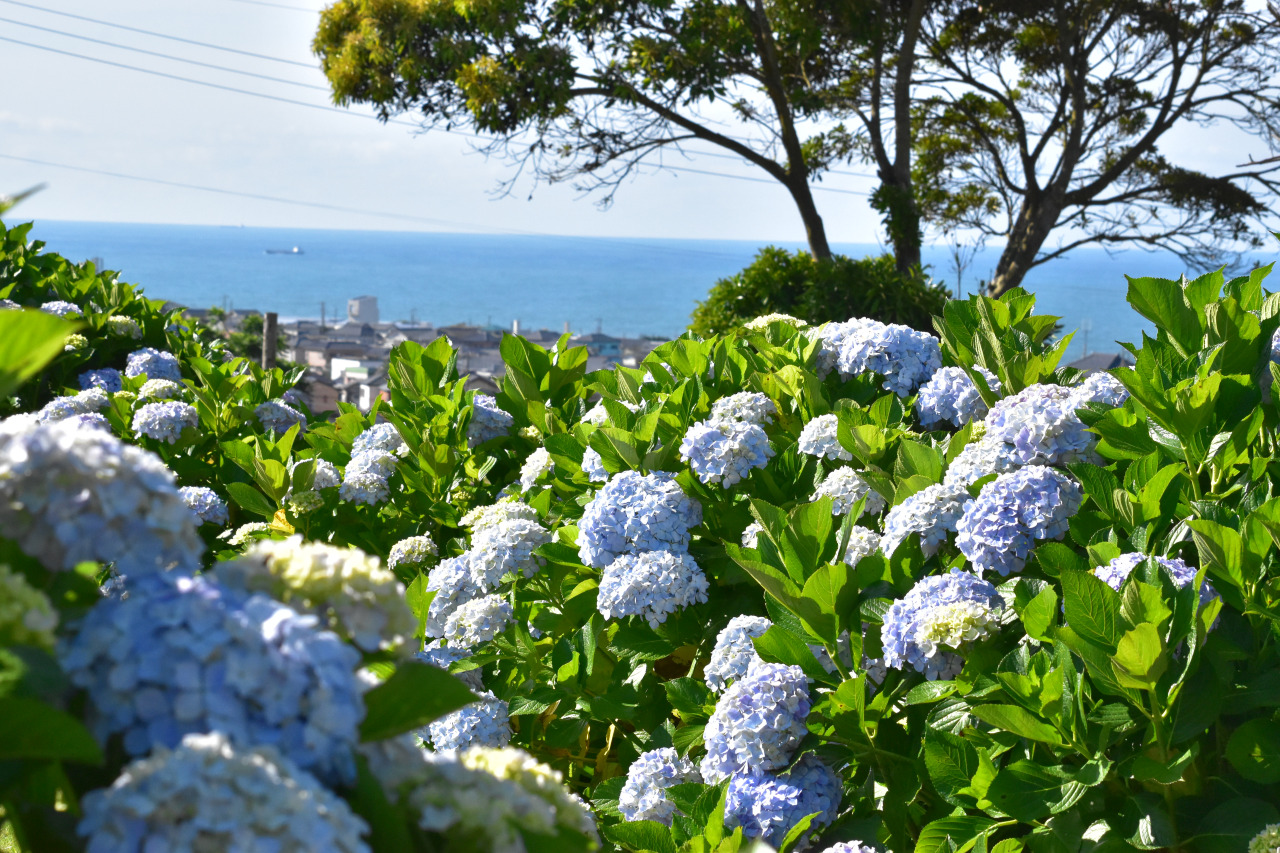 海の見えるあじさいまつり／地球の丸く見える丘展望館・地球の丸く見える丘公園