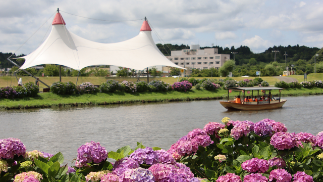 第41回ふるさと多古町あじさい祭り／多古町あじさい公園
