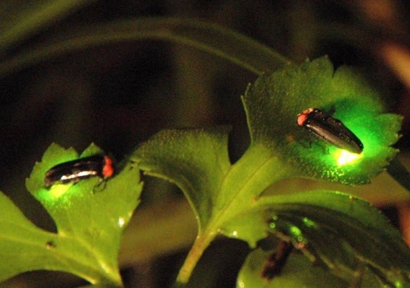 ロマンの森共和国ホタル観賞の夕べ