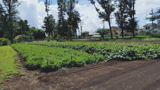 旧岩崎久彌末廣農場別邸公園「久彌の畑」