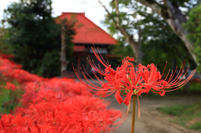 浄宗寺（曼殊沙華寺）