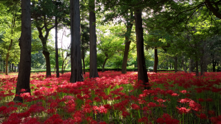 木々の中に咲く彼岸花