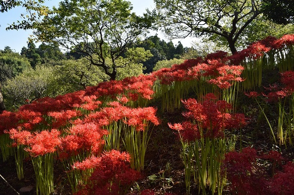 アウトドアピクニック／あけぼの山農業公園