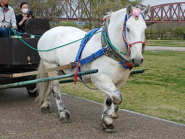 とみさと未来馬フェスタ2026／WNSとみさとスマイルパーク（富里中央公園）