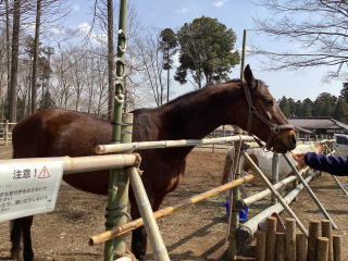 馬とのふれあい　※画像はイメージです