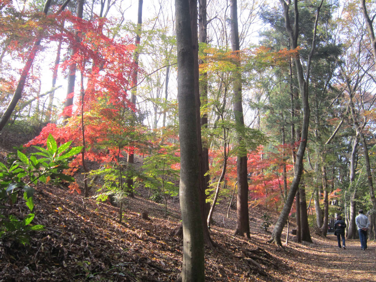 大町 公園 もみじ 山