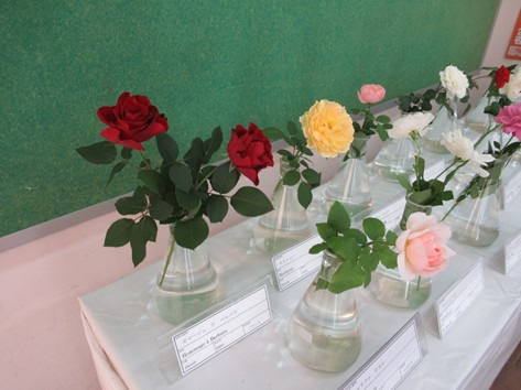 秋のバラ展／千葉市都市緑化植物園