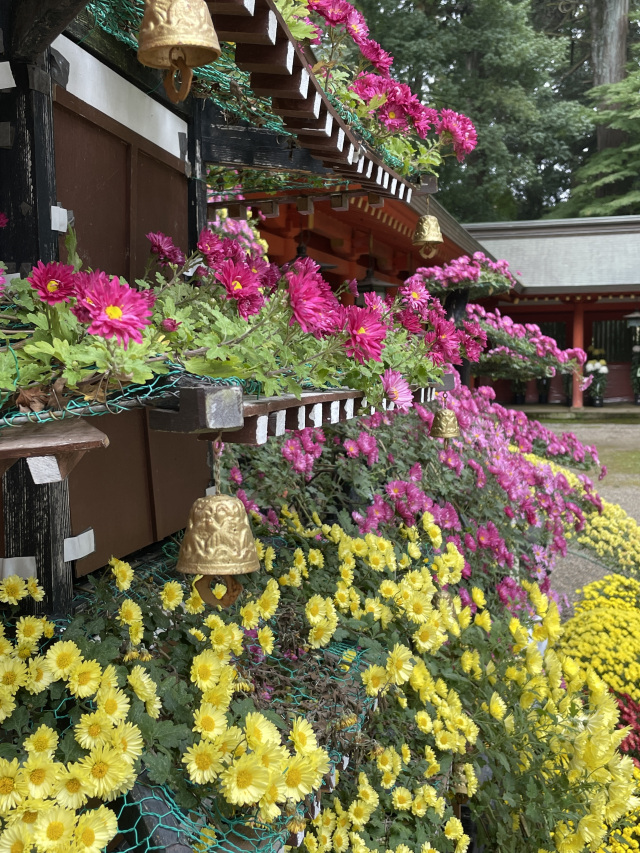 香取神宮奉納菊花大会／香取神宮