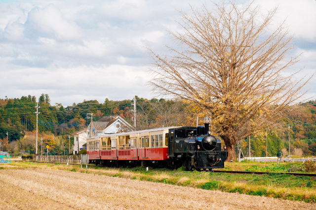 小湊鐵道「房総里山トロッコ列車」／五井・上総牛久・高滝・里見・月崎・養老渓谷