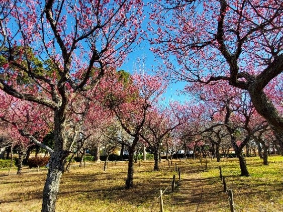 梅園 ／ 千葉県立青葉の森公園