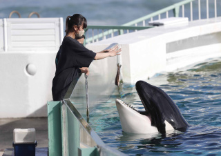 シャチへの給餌体験