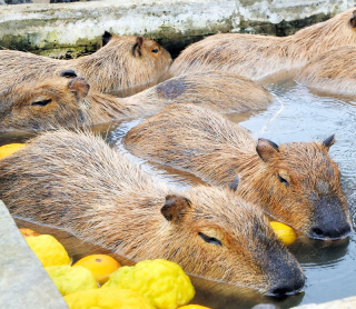 カピバラゆず湯