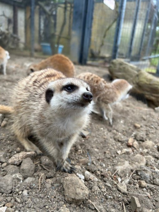 ミーアキャット