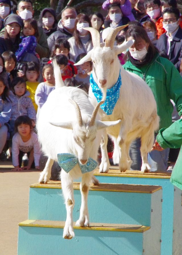 3月のイベント／ふなばしアンデルセン公園