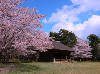 桜（農村歌舞伎舞台周辺）