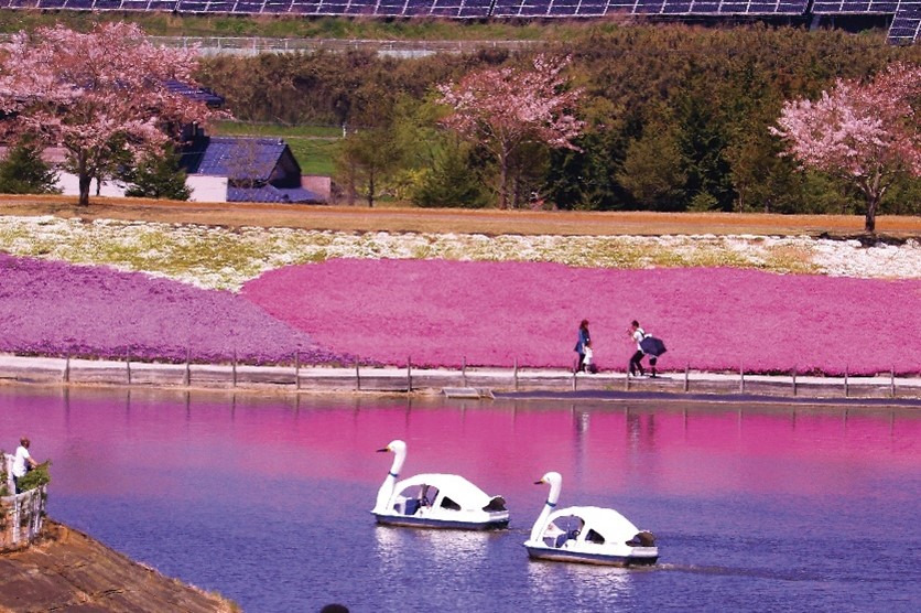 季節の花「芝桜」／東京ドイツ村