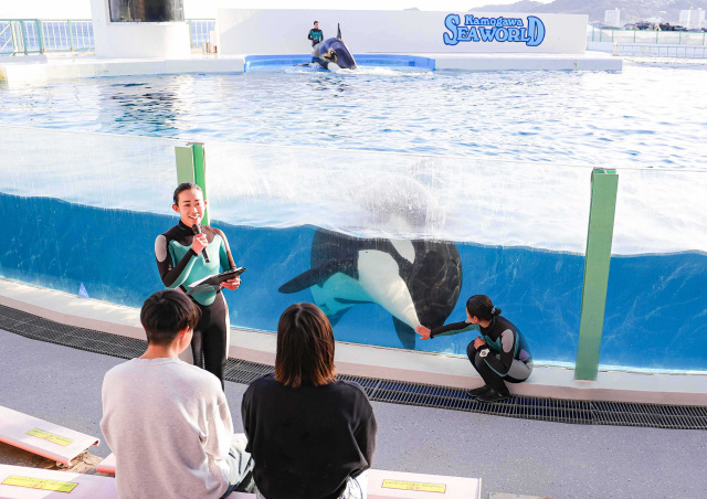 大人の鯨類スクール ／ 鴨川シーワールド